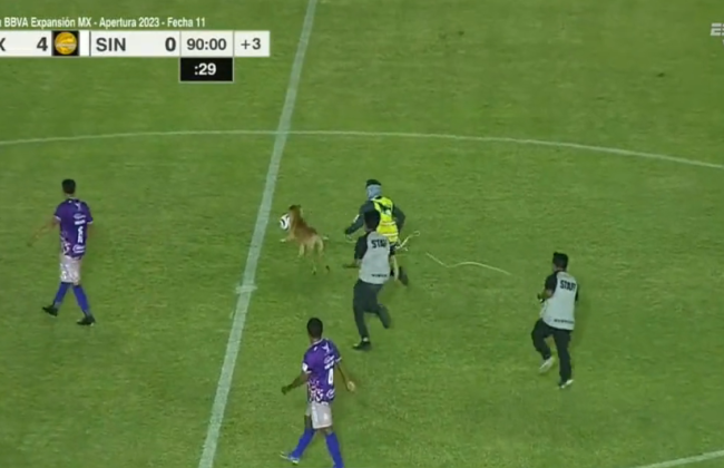 В Мексике собака выбежала на поле во время футбольного матча и украла у игроков мяч: видео