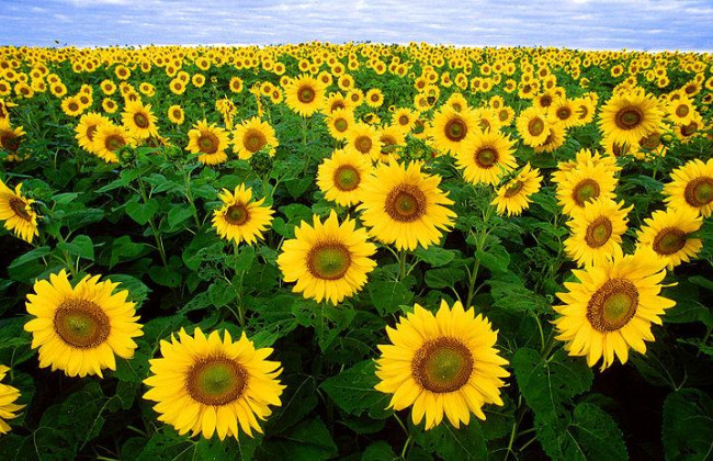 Болгарія на 2 місяці заборонила імпорт соняшнику з України