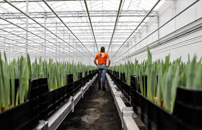 В Нидерландах в теплице, где выращивают тюльпаны, заменяют газ на тепло от майнинга биткойнов