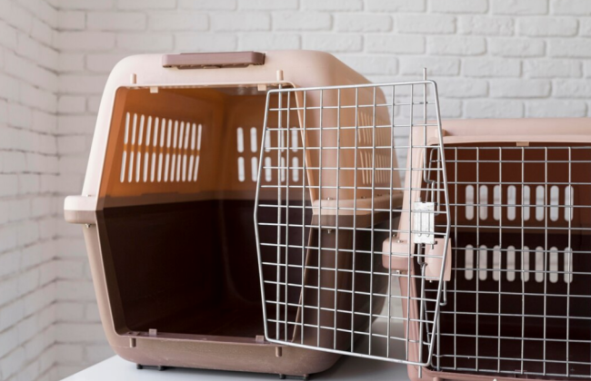 В Дарницком районе Киева зафиксирован случай бешенства у кошки