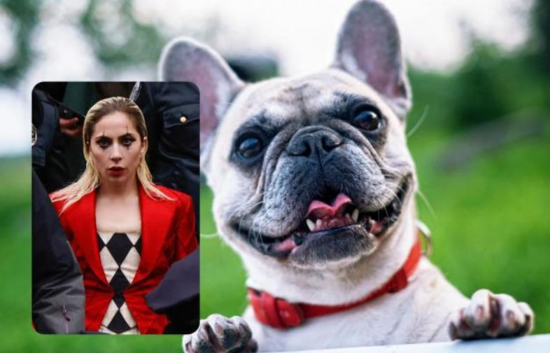 Леди Гага не будет платить $500 000 похитительнице ее собак: решение суда