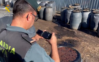 В Іспанії вилучили вкрадені оливки на півмільйона євро