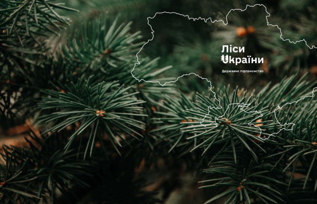 Уряд погодив призначення гендиректора ДП «Ліси України»