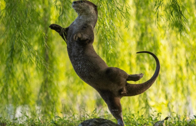 Кенгуру-гітарист та видра-балерина: показали номінантів найкумедніших фото дикої природи- 2023