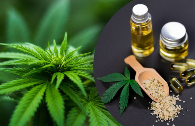 Комитет Рады поддержал законопроект о медицинском каннабисе до второго чтения