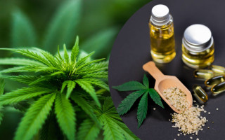 Комітет Ради підтримав законопроект про медичний канабіс до другого читання