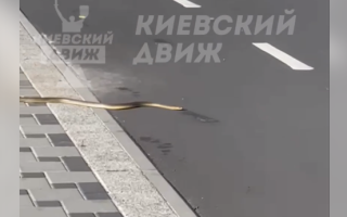 В Киеве заметили большую змею, которая ползла по улице: видео