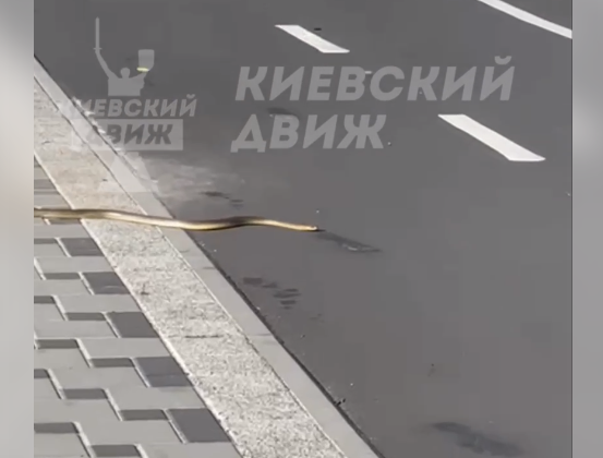 В Киеве заметили большую змею, которая ползла по улице: видео