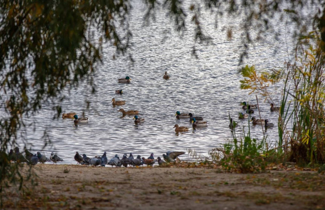 Озеро Вербное в Киеве объявили ландшафтным заказником