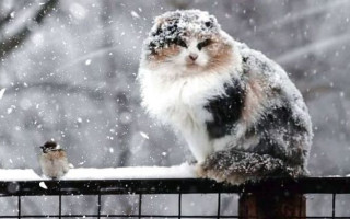 Украинцам сообщили, когда страну засыплет снегом