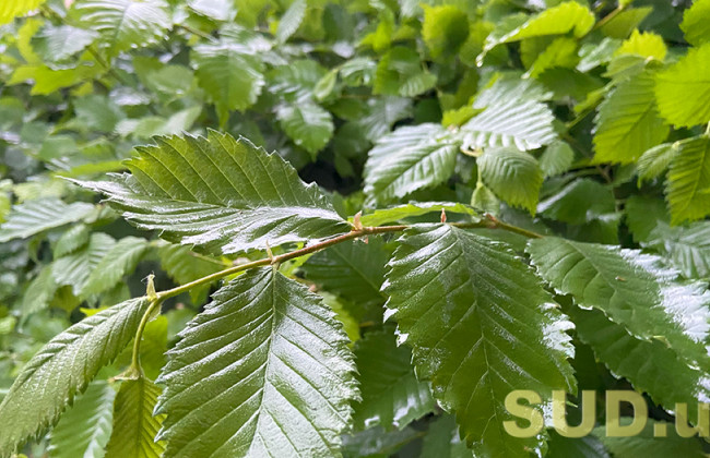 Погода резко ухудшится: Украину накроют дожди и похолодание