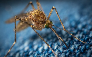 Пилота покусали комары: пассажиры ждали вылета самолета более 5 часов