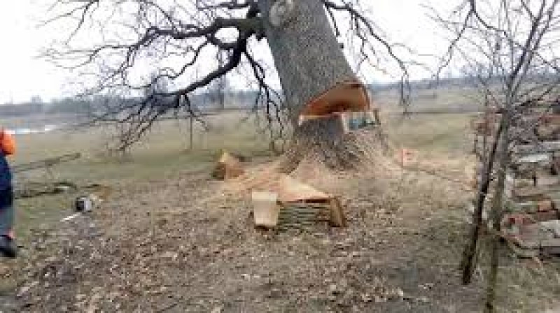 На Тернопольщине мужчину привалило дерево, до приезда скорой он не дожил