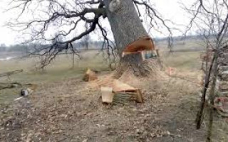 На Тернопільщині чоловіка привалило дерево, до приїзду швидкої він не дожив