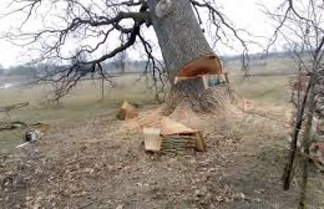 На Тернопольщине мужчину привалило дерево, до приезда скорой он не дожил