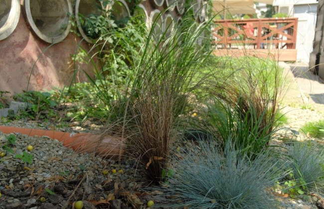 В Киеве планируют обустроить дождевые сады и озеленить трамвайные пути