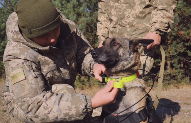 Четырехлапых охранников границы тренируют с помощью ошейников с GPS-навигатором