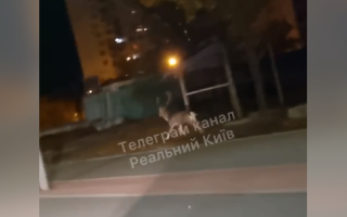 В Подольском районе Киева заметили оленя, видео