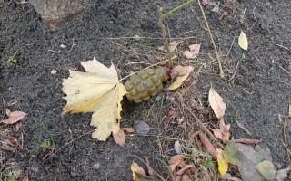 В Оболонському районі Києва чоловік під деревом біля будинку знайшов предмет, схожий на гранату