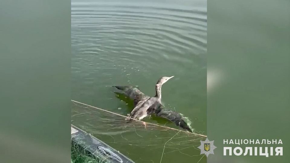 На Полтавщине спасли птицу из браконьерской сетки: видео и фото