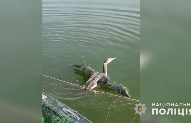 На Полтавщине спасли птицу из браконьерской сетки: видео и фото