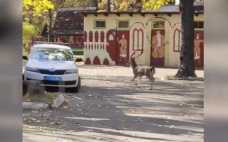 У Києві врятували оленя, який бігав вулицями міста: відео