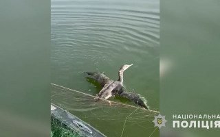 На Полтавщині врятували птаха з браконьєрської сітки: відео та фото