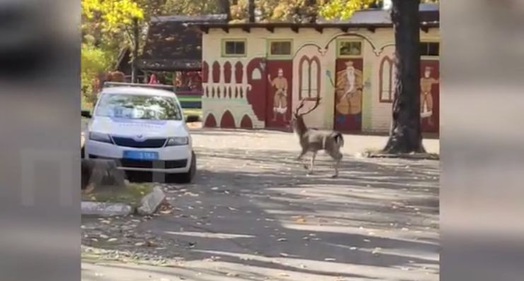 В Киеве спасли оленя, который бегал улицами города: видео