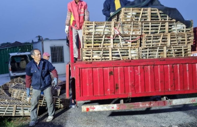 В Китае спасли 1000 котов от забоя – их хотели продать как свинину или баранину