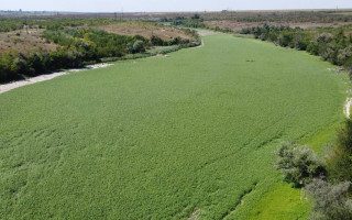 Каховське водосховище не буде пустелею, рослинність відновлюється, — науковці
