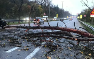 У Києві дерево впало на чоловіка, він помер від отриманих травм, — КМДА