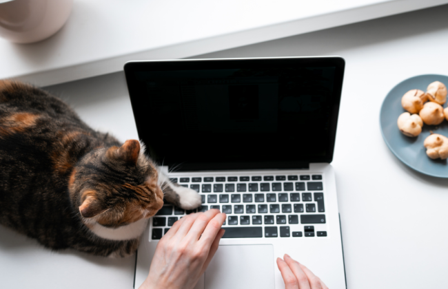 Как получить бесплатную правовую помощь по вопросам трудоустройства онлайн: подробности