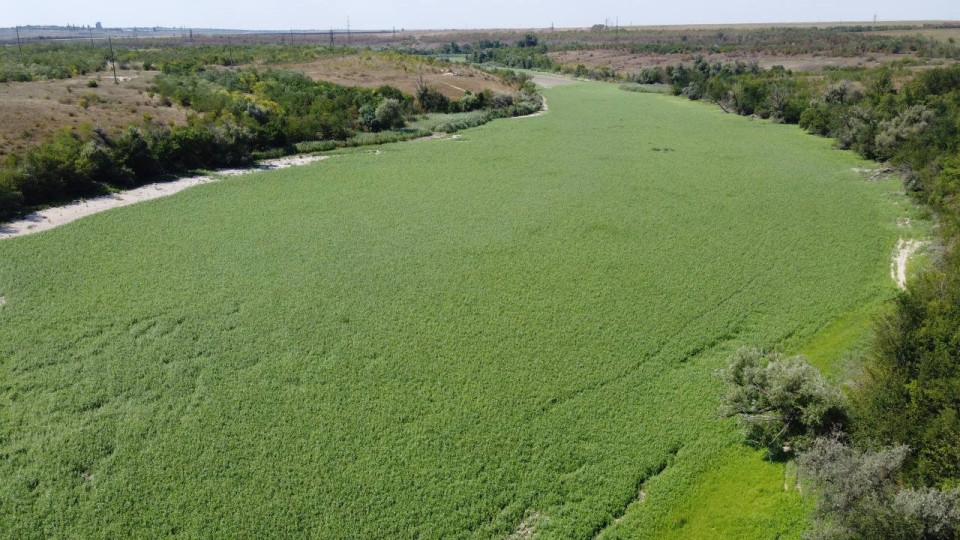 Каховское водохранилище не будет пустыней, растительность восстанавливается, — ученые