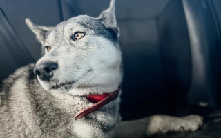 У Харкові патрульні повернули додому собаку, яка шукала своїх господарів, фото