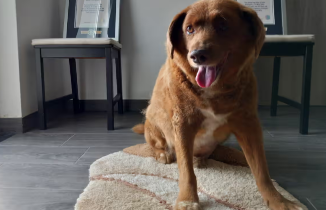 Книга рекордів Гіннеса розслідуватиме вік пса Бобі, якого вважають найстарішим у світі