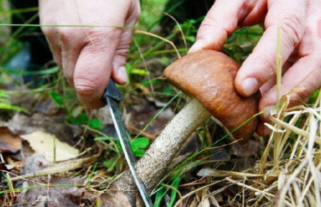 За 250 гривен довезут до леса: в Днепре организовали незаконные поездки по грибы