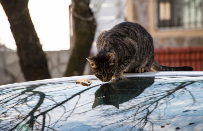 Водителей призывают проверять автомобили перед началом движения в холодное время
