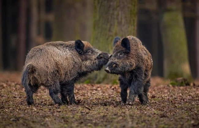 На Полтавщине нашли кабана больного африканской чумой