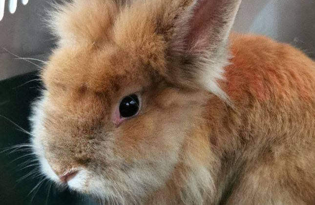 В Киеве неизвестные выбросили на помойку кролика и черепаху, фото