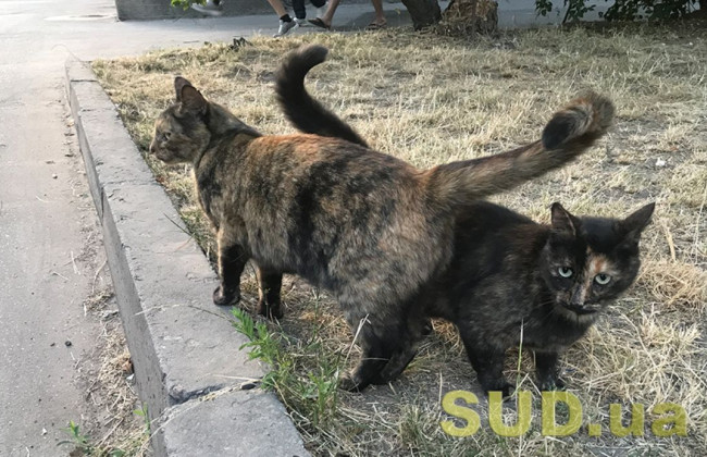 В Украине запустят Единый государственный реестр домашних животных