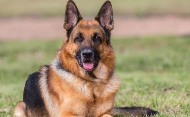 Привязала за задние лапы к балкону: на Волыни женщина до смерти замучила собаку