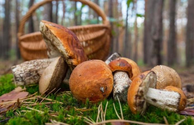 Под Черкассами 10-летний мальчик отравился грибами: подробности и что нужно знать о грибах в питании