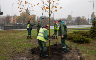В Киеве коммунальщики сажают устойчивые к ураганам и городским условиям деревья