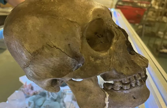 Во Флориде в магазине продавали человеческий череп: полиция начала расследование