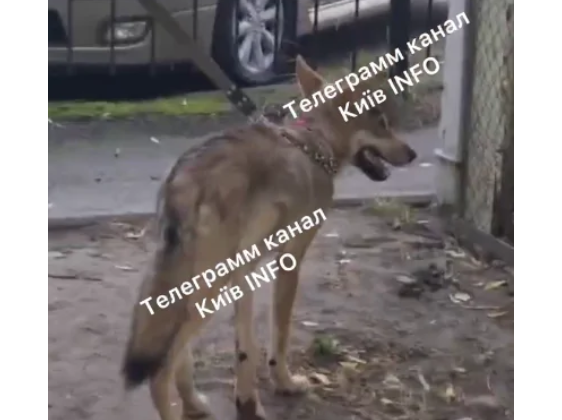 В Киеве мужчина на поводке выгуливал волка