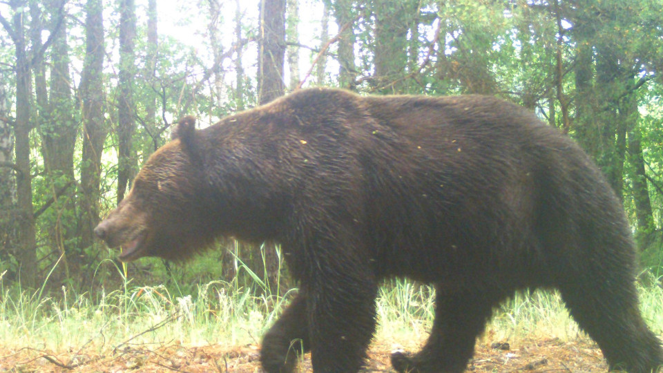 В фотоловушку Чернобыльского заповедника попал бурый медведь, фото
