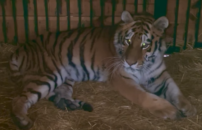 Зоозащитники рассказали о состоянии тигрицы, которая пострадала из-за вражеских обстрелов Киевщины