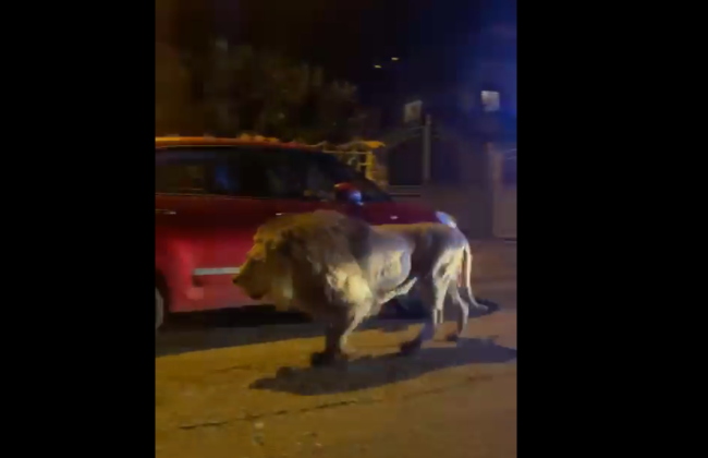 По улицам итальянского приморского города вблизи Рима бродил лев, сбежавший из цирка