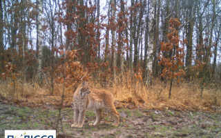 У фотопастці Чорнобильського заповідника «засвітилася» рись, фото