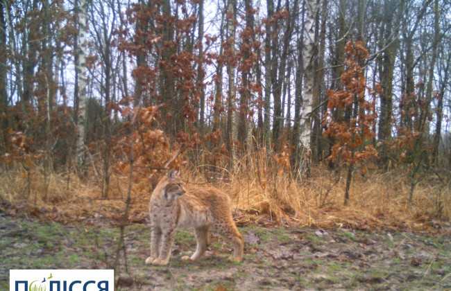 У фотопастці Чорнобильського заповідника «засвітилася» рись, фото